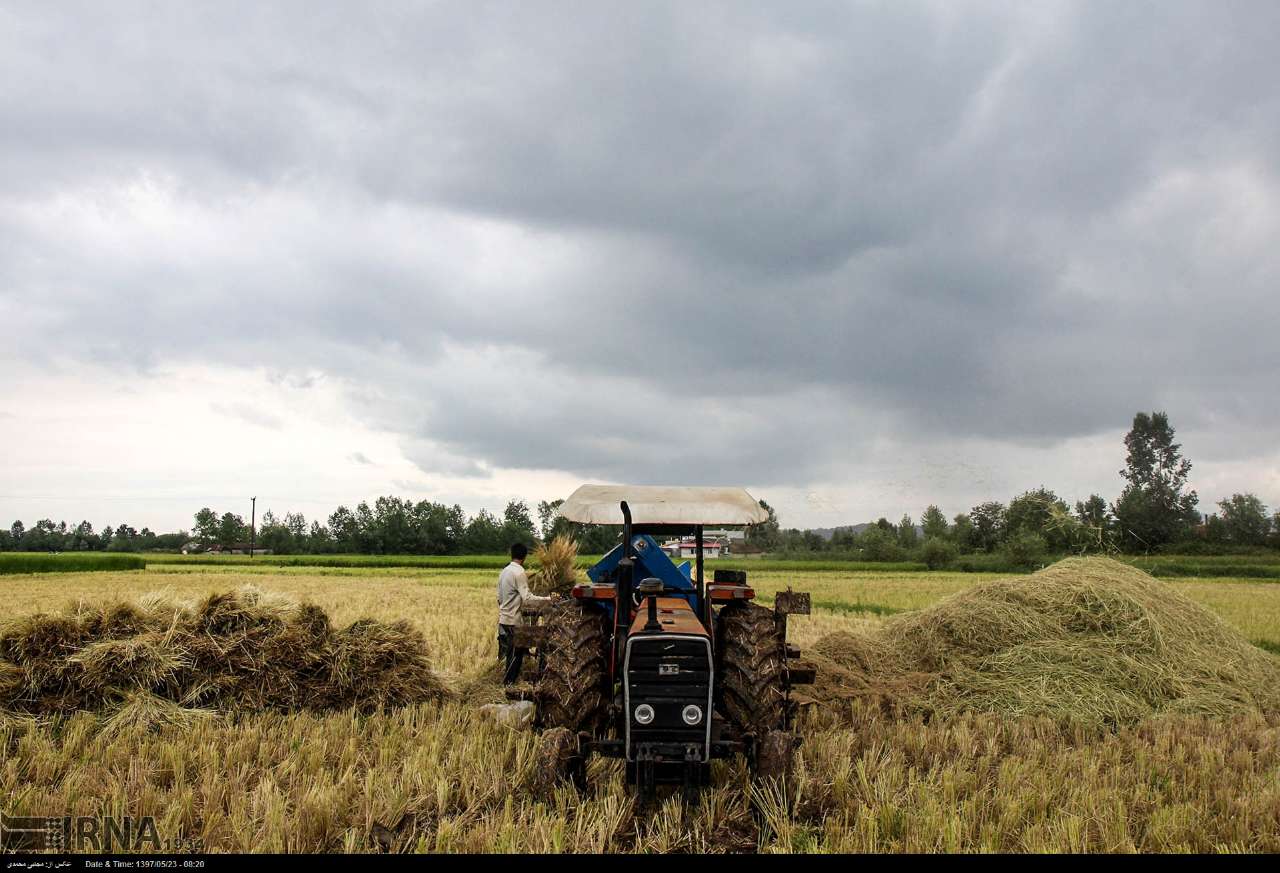 Among The Rice Paddies Of Iran Gilan's Rice Season Among The Rice Paddies Of Iran Gilan's Rice Season