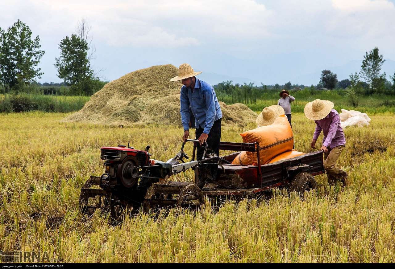 Among The Rice Paddies Of Iran Gilan's Rice Season Among The Rice Paddies Of Iran Gilan's Rice Season