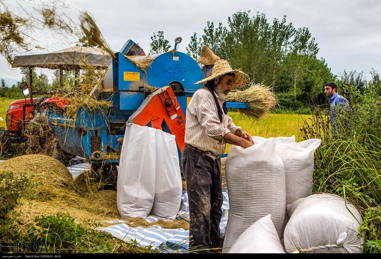 Among The Rice Paddies Of Iran Gilan's Rice Season Among The Rice Paddies Of Iran Gilan's Rice Season