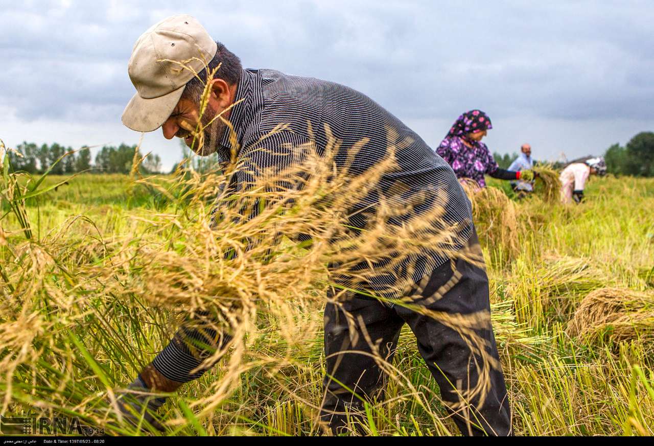 Among The Rice Paddies Of Iran Gilan's Rice Season Among The Rice Paddies Of Iran Gilan's Rice Season