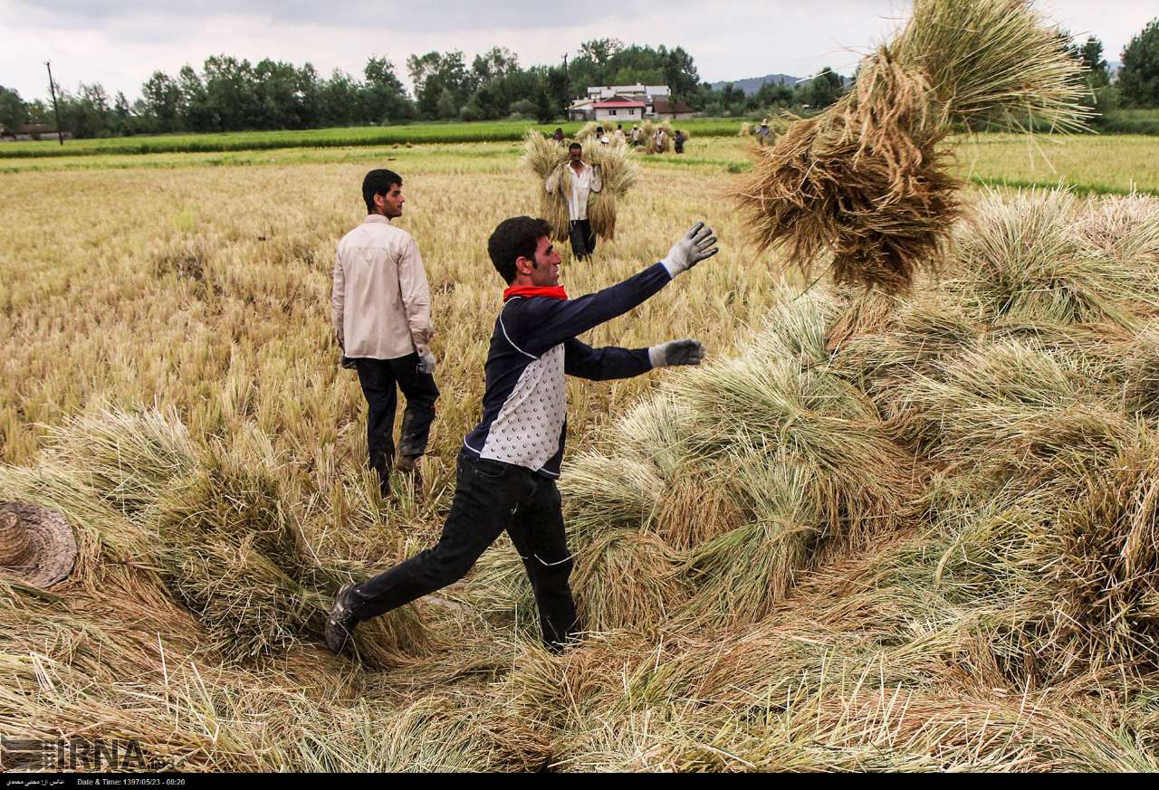 Among The Rice Paddies Of Iran Gilan's Rice Season