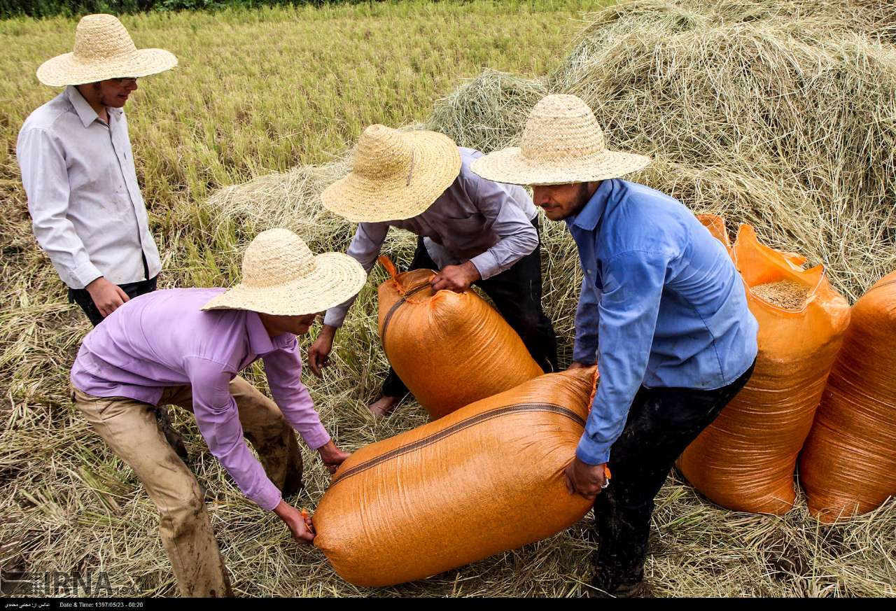 Among The Rice Paddies Of Iran Gilan's Rice Season Among The Rice Paddies Of Iran Gilan's Rice Season