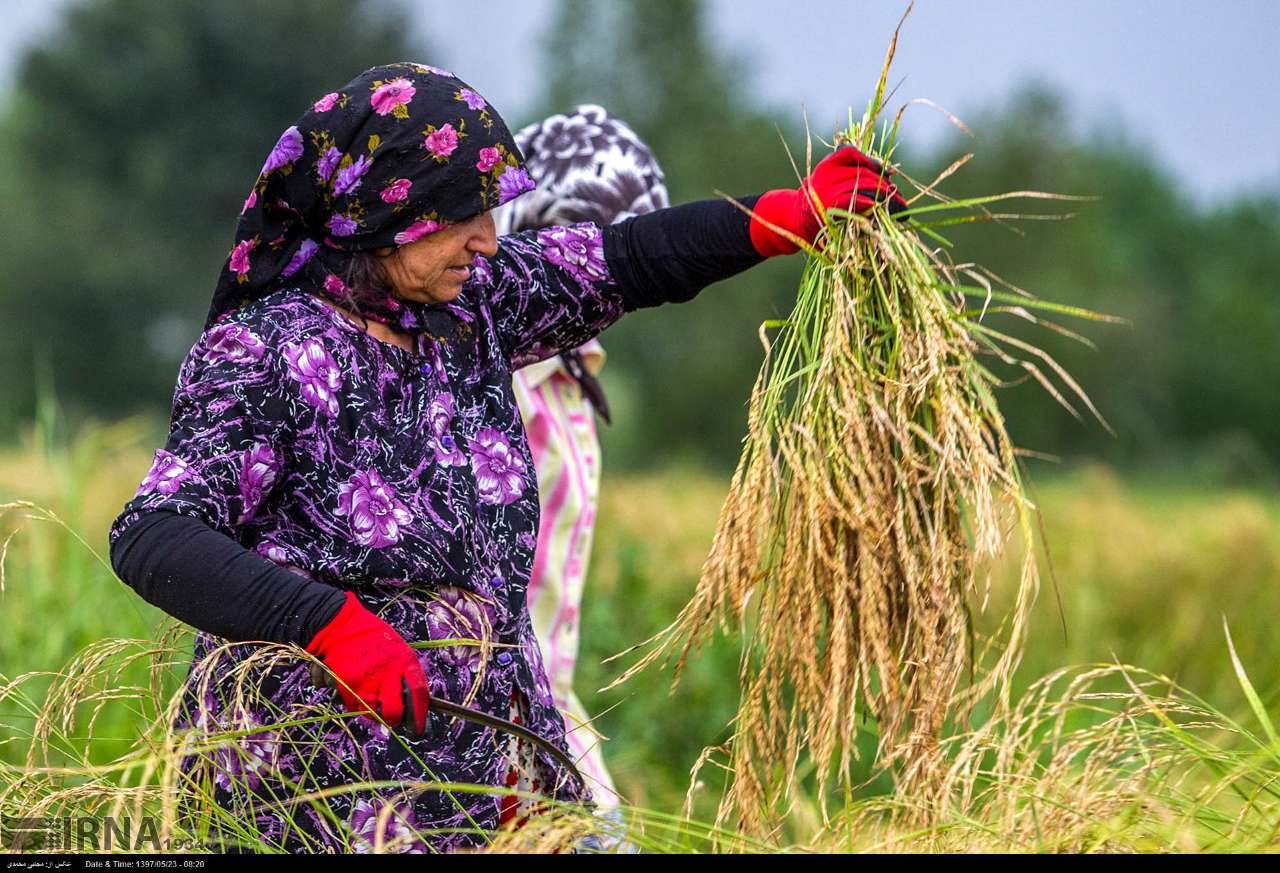 Among The Rice Paddies Of Iran Gilan's Rice Season Among The Rice Paddies Of Iran Gilan's Rice Season