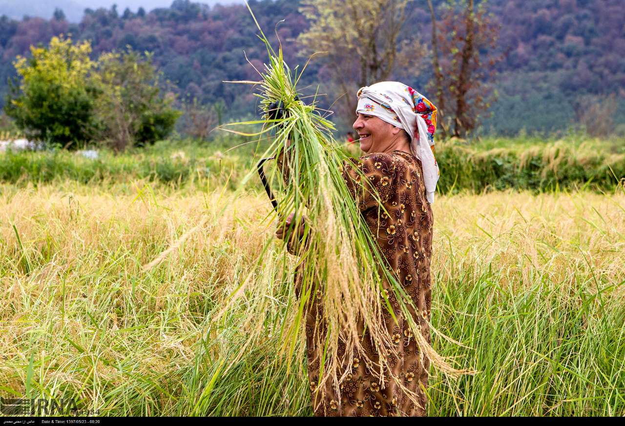 Among The Rice Paddies Of Iran Gilan's Rice Season