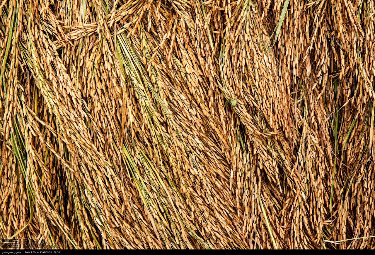 Among The Rice Paddies Of Iran Gilan's Rice Season Among The Rice Paddies Of Iran Gilan's Rice Season