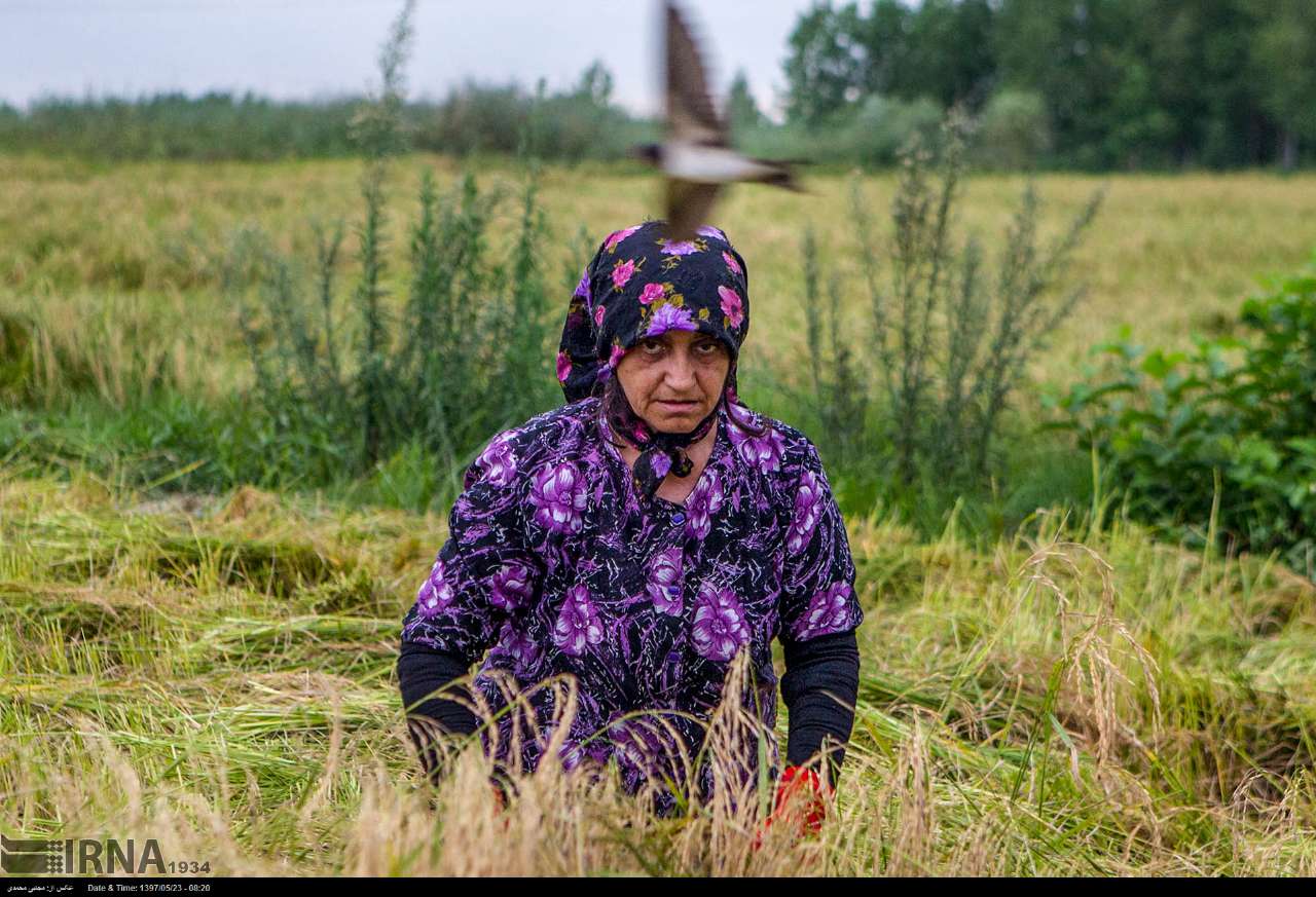 Among The Rice Paddies Of Iran Gilan's Rice Season Among The Rice Paddies Of Iran Gilan's Rice Season