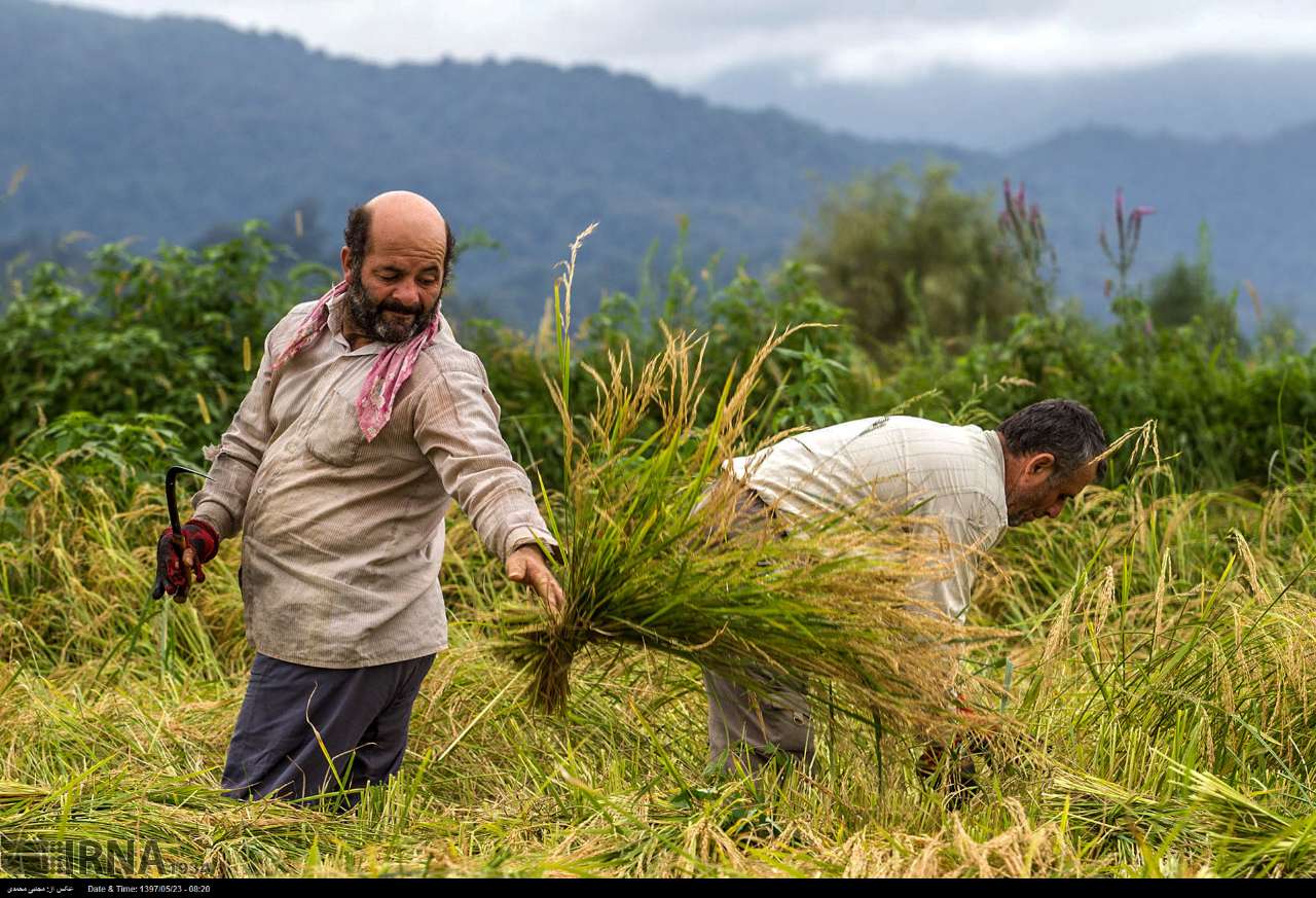 Among The Rice Paddies Of Iran Gilan's Rice Season Among The Rice Paddies Of Iran Gilan's Rice Season