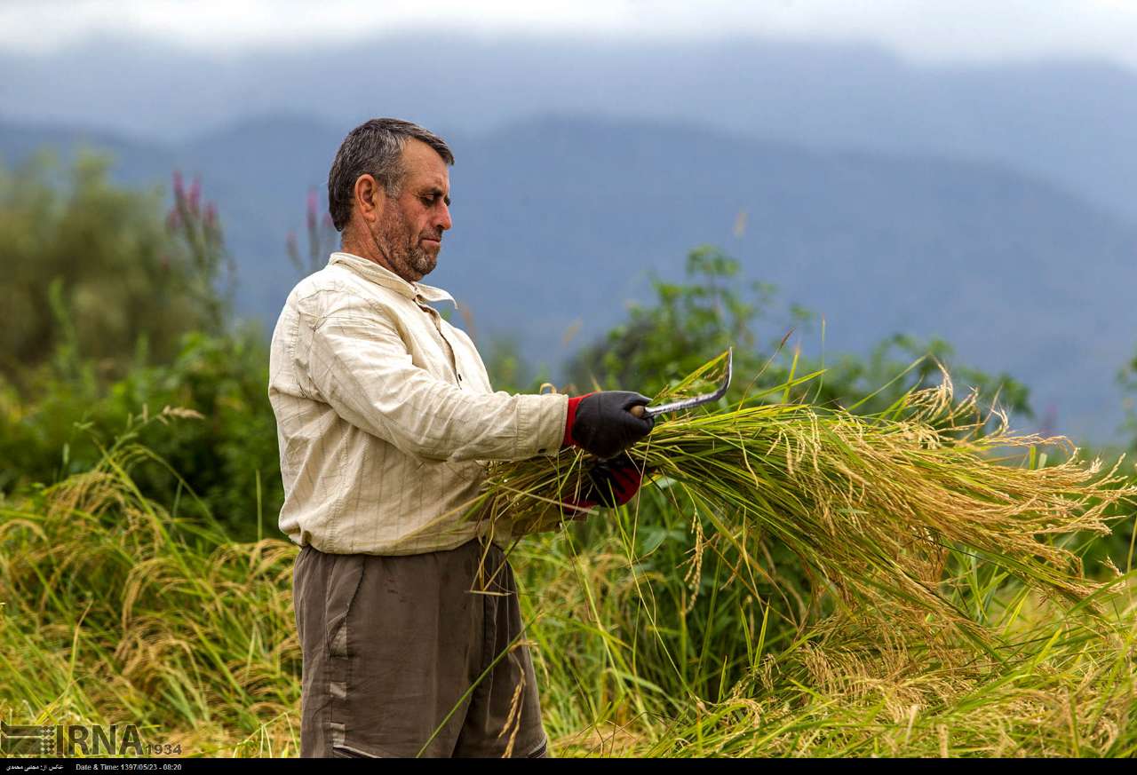 Among The Rice Paddies Of Iran Gilan's Rice Season Among The Rice Paddies Of Iran Gilan's Rice Season