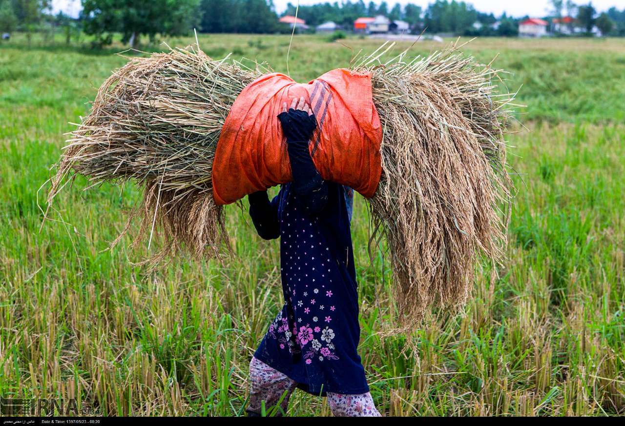 Among The Rice Paddies Of Iran Gilan's Rice Season Among The Rice Paddies Of Iran Gilan's Rice Season