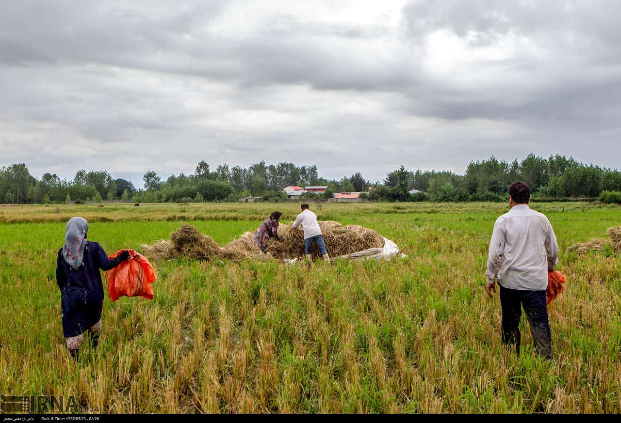 Among The Rice Paddies Of Iran Gilan's Rice Season Among The Rice Paddies Of Iran Gilan's Rice Season