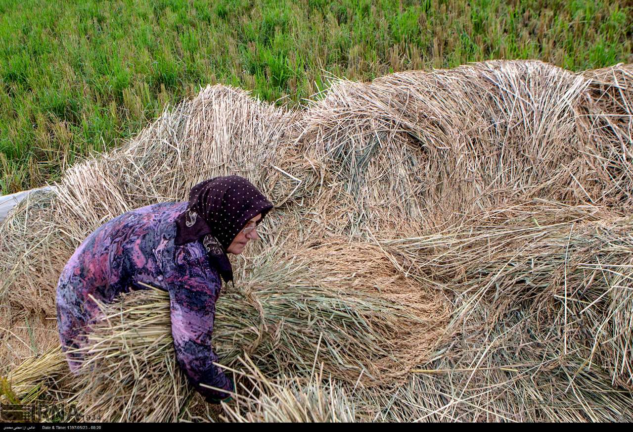 Among The Rice Paddies Of Iran Gilan's Rice Season Among The Rice Paddies Of Iran Gilan's Rice Season