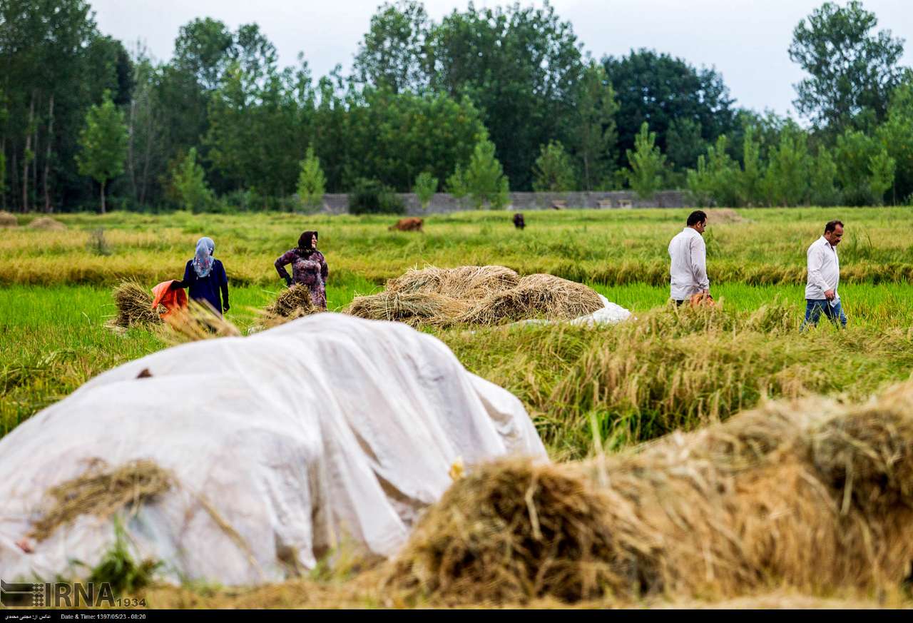 Among The Rice Paddies Of Iran Gilan's Rice Season Among The Rice Paddies Of Iran Gilan's Rice Season