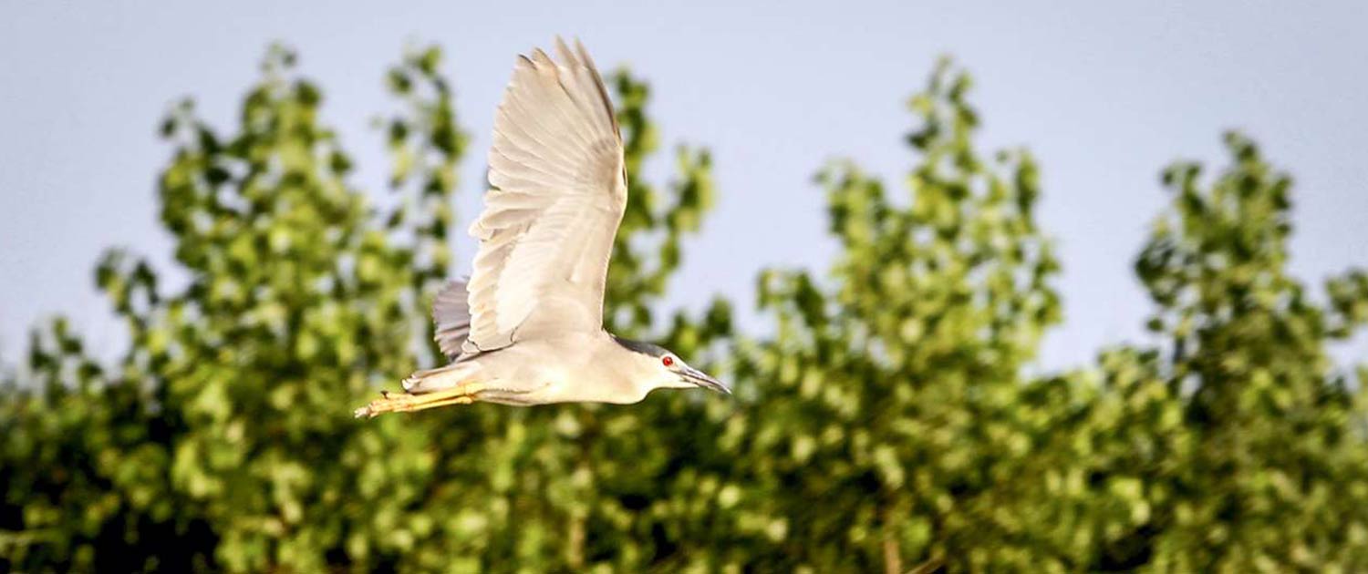 Anzali Wetland Anzali Wetland