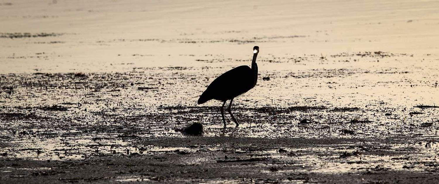 Anzali Wetland Anzali Wetland