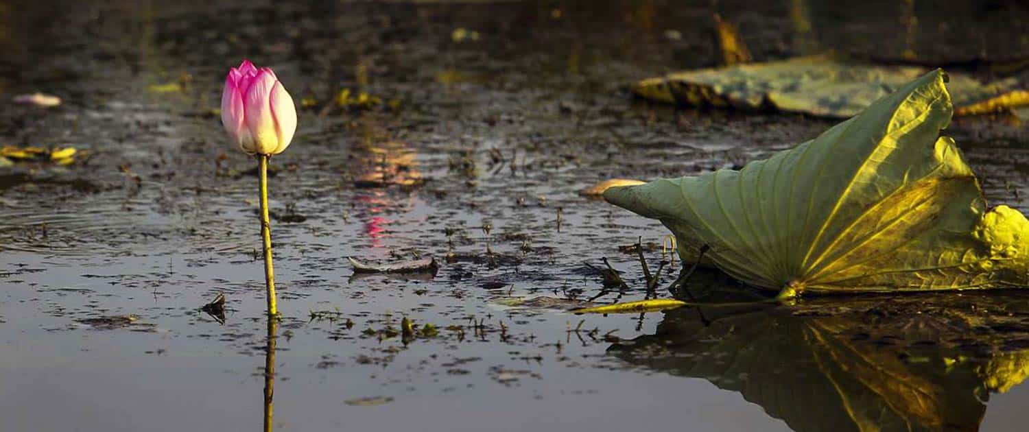 Anzali Wetland Anzali Wetland