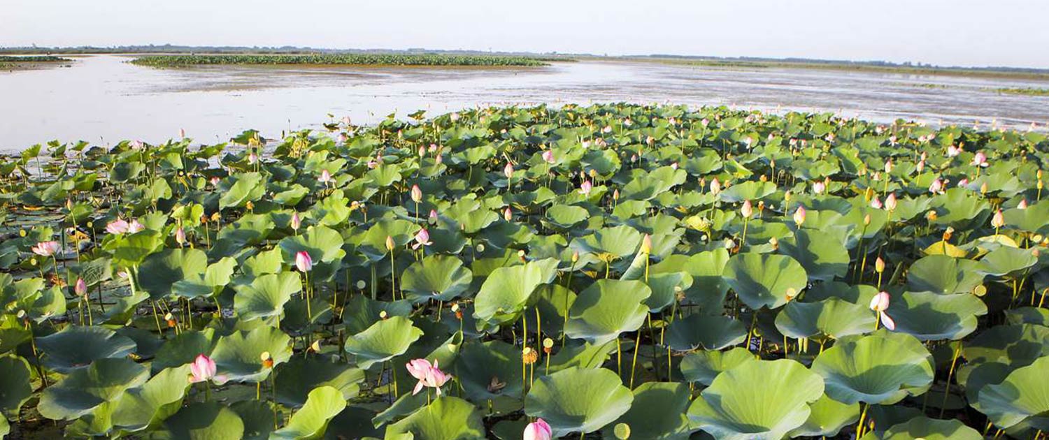 Anzali Wetland Anzali Wetland