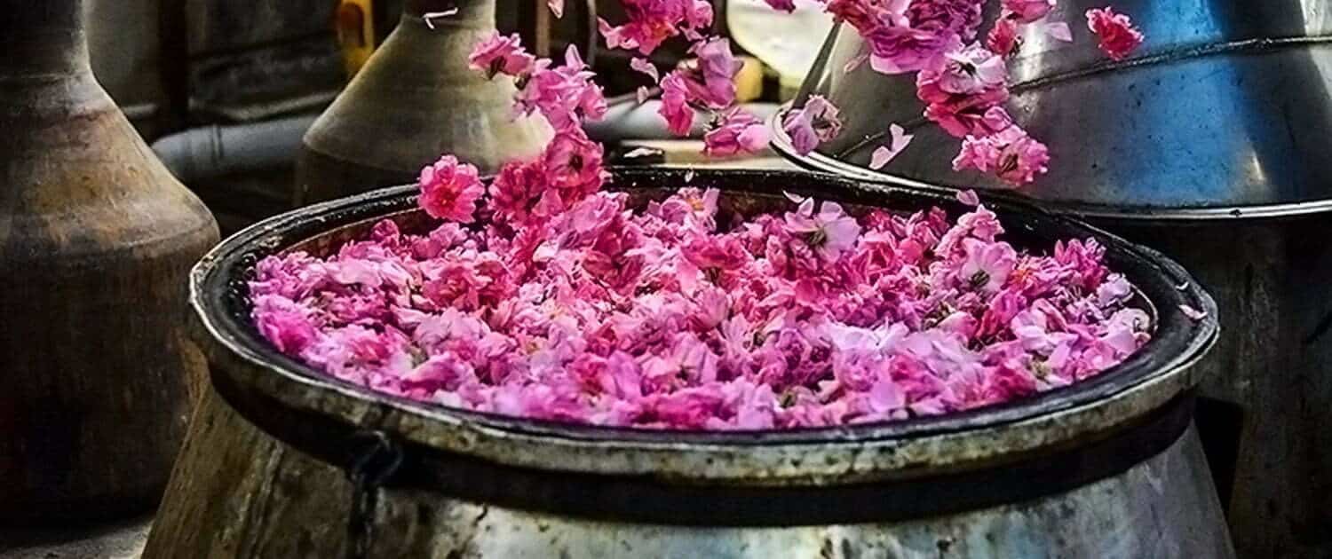 Aromatic Festival Of Damask Rose