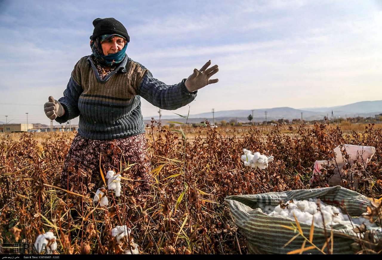 Cotton Harvesting In North Khorasan, Iran