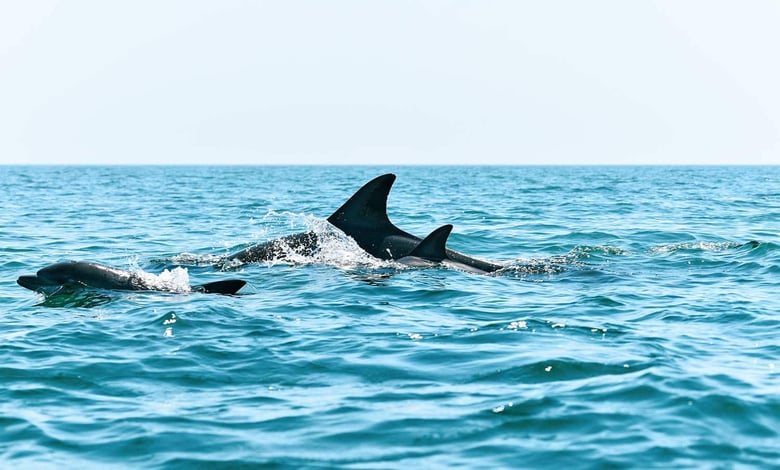 Discovering Hengam Island: A Home To Wild Dolphins