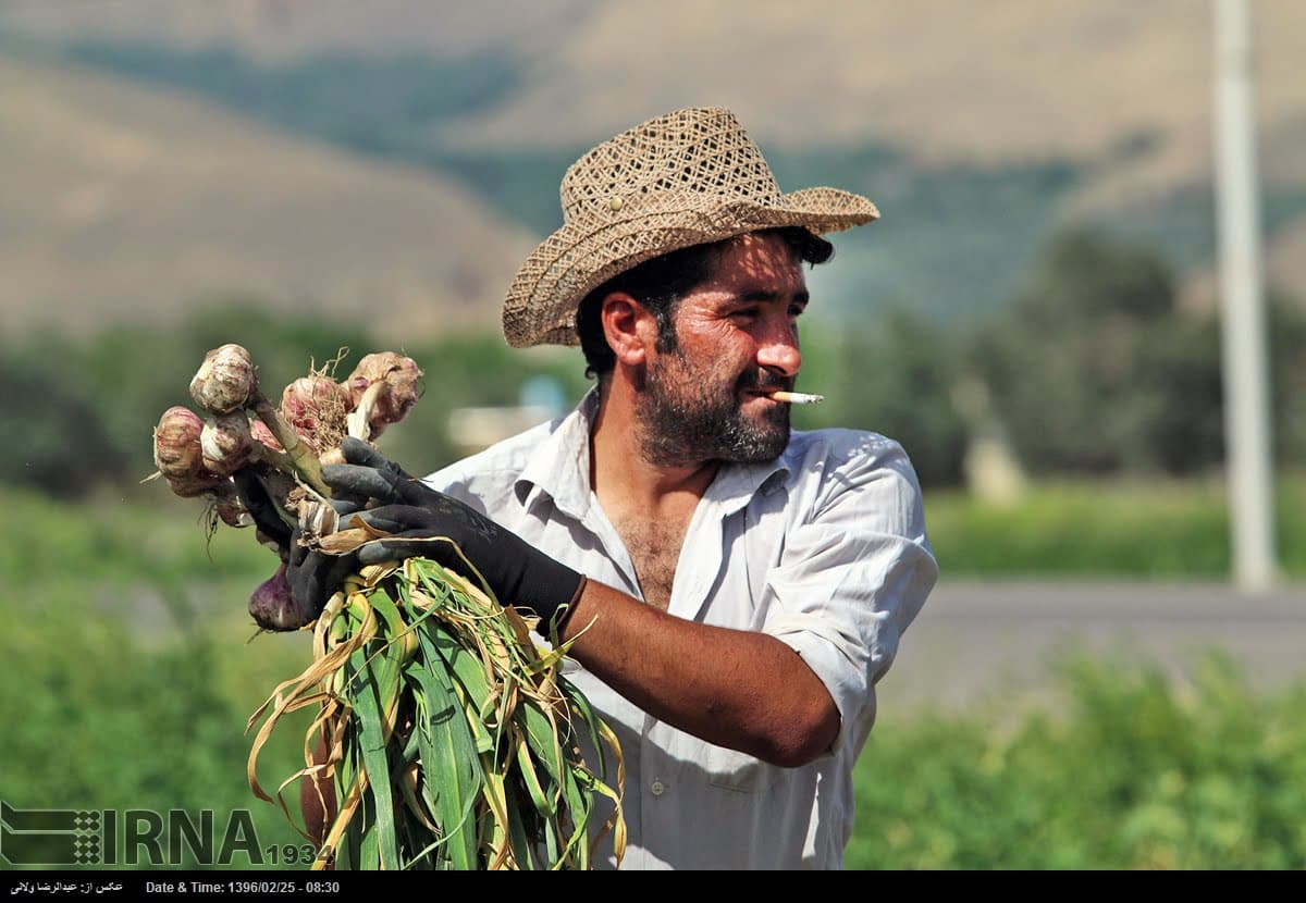 Garlic Harvest In Tarom Garlic Harvest In Tarom