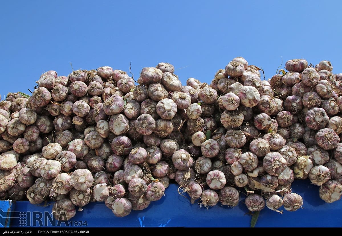 Garlic Harvest In Tarom Garlic Harvest In Tarom