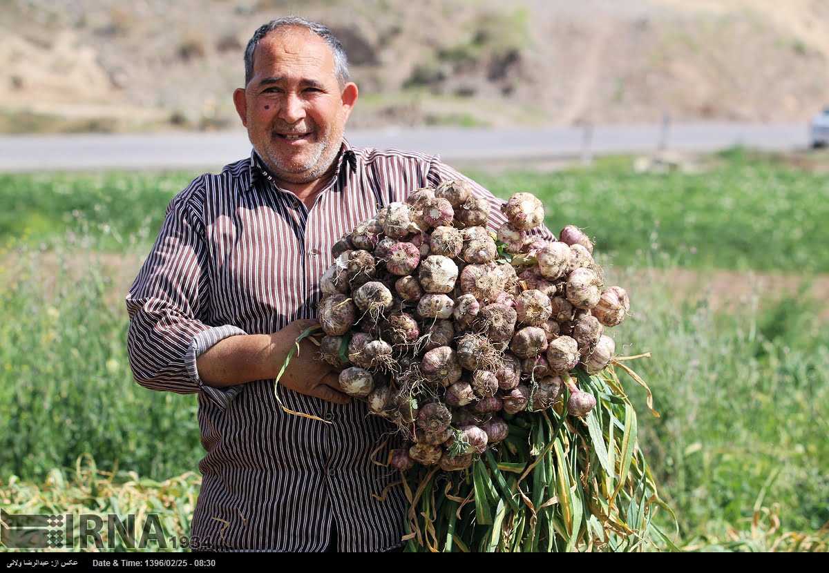 Garlic Harvest In Tarom Garlic Harvest In Tarom