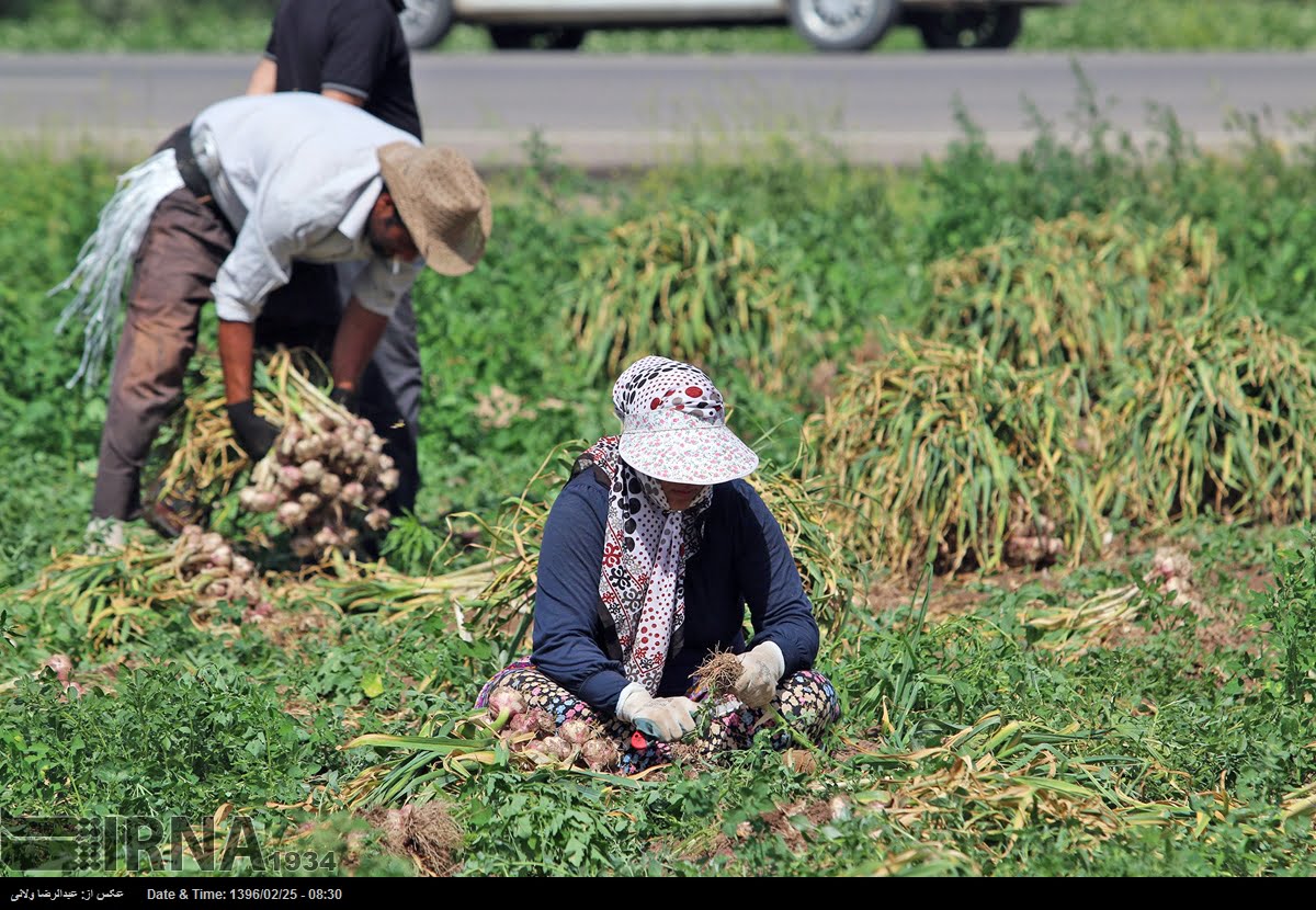 Garlic Harvest In Tarom Garlic Harvest In Tarom