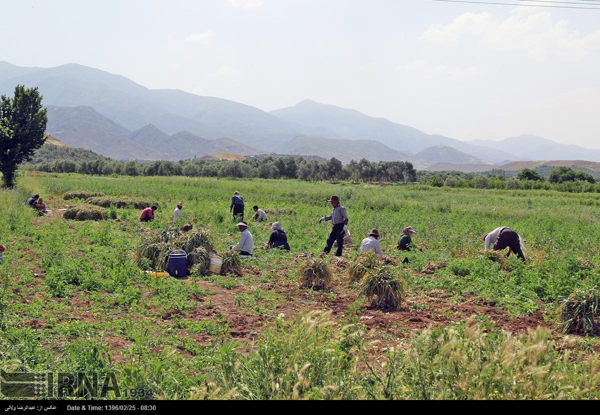 Garlic Harvest In Tarom Garlic Harvest In Tarom