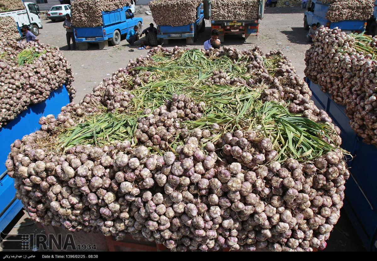 Garlic Harvest In Tarom Garlic Harvest In Tarom