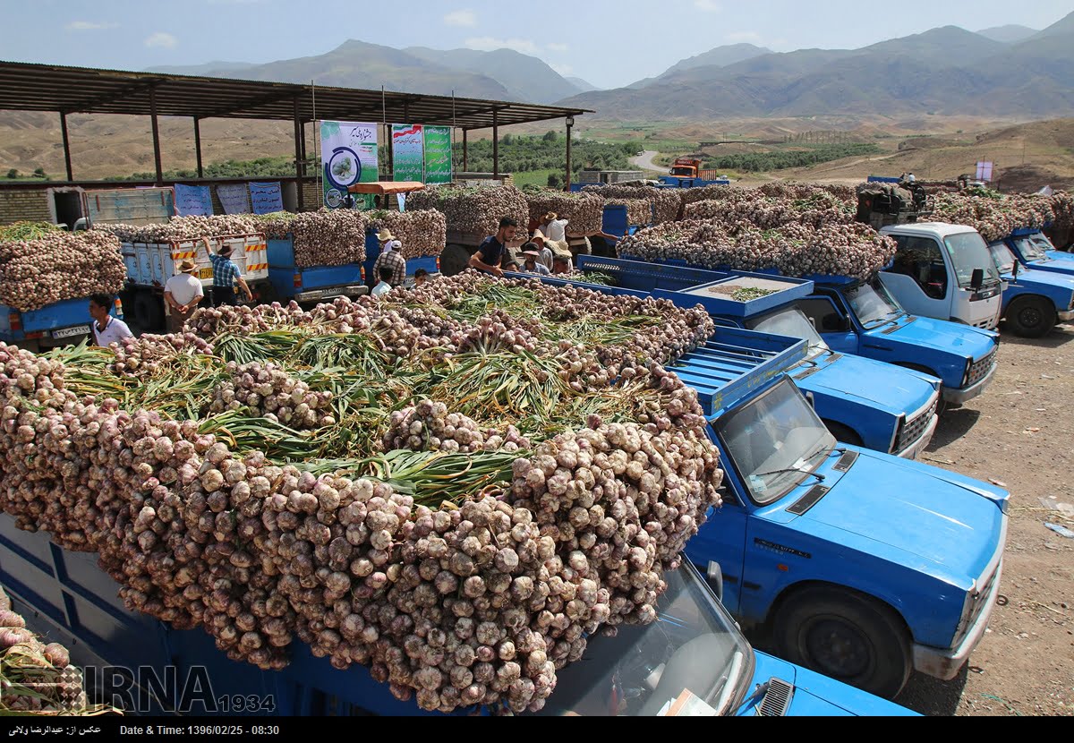 Garlic Harvest In Tarom Garlic Harvest In Tarom