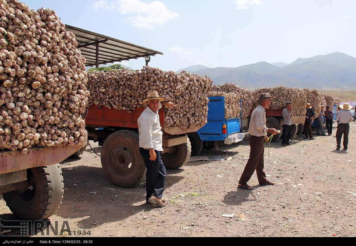 Garlic Harvest In Tarom Garlic Harvest In Tarom