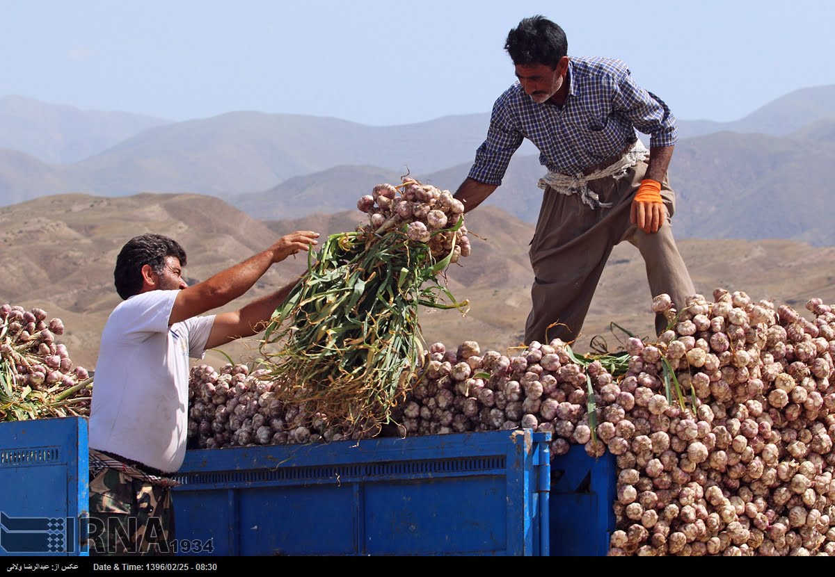 Garlic Harvest In Tarom Garlic Harvest In Tarom
