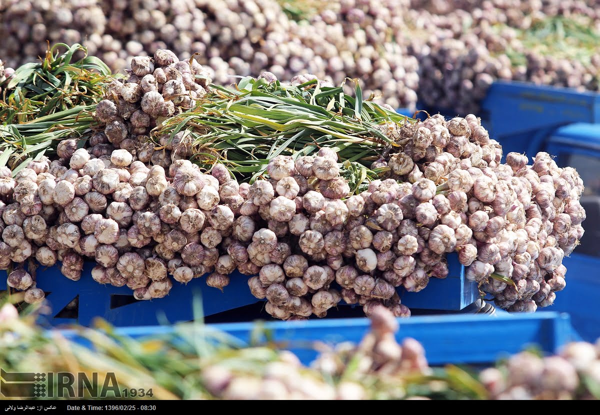 Garlic Harvest In Tarom Garlic Harvest In Tarom