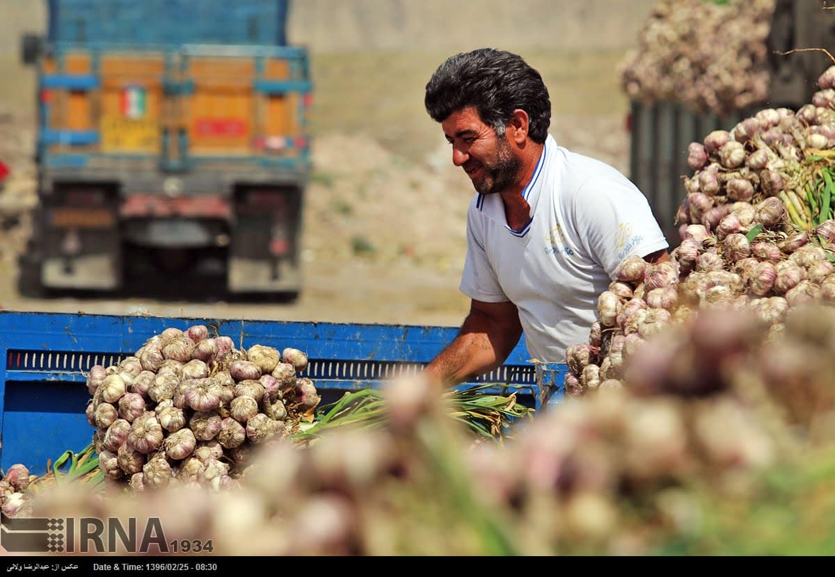 Garlic Harvest In Tarom Garlic Harvest In Tarom