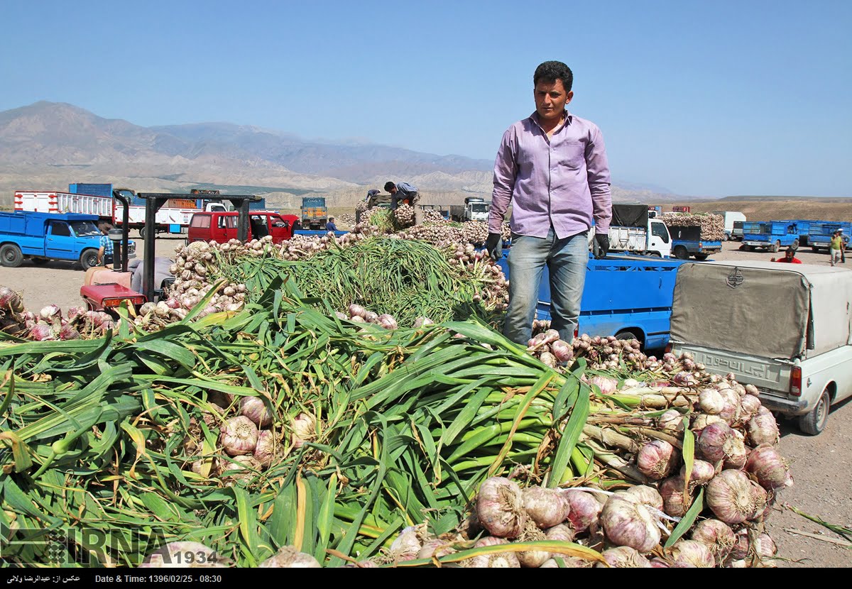 Garlic Harvest In Tarom Garlic Harvest In Tarom