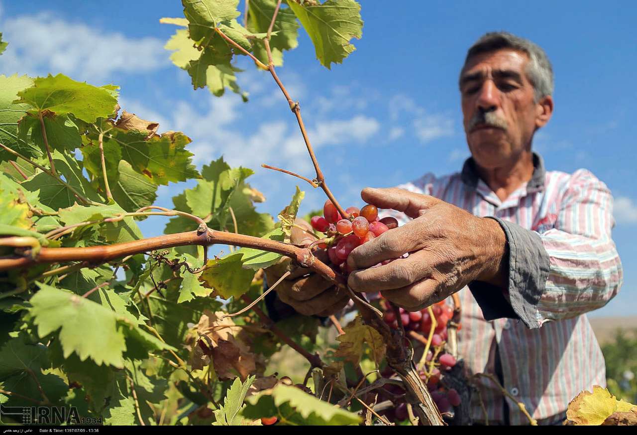 Grape Harvest In North Khorasan