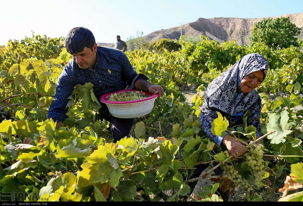 Grape Harvest In North Khorasan