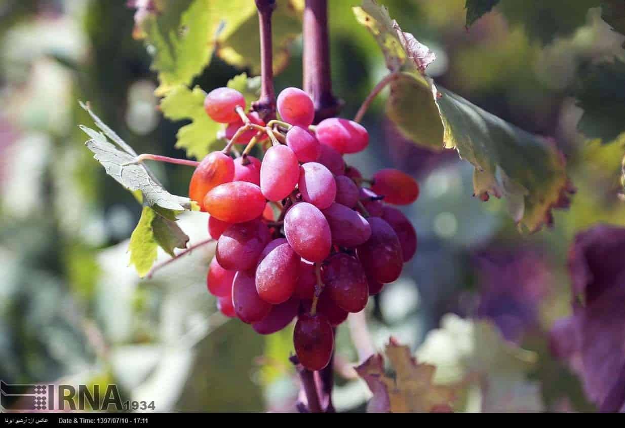 Grapes Harvest In Northeastern Iran Grapes Harvest In Northeastern Iran