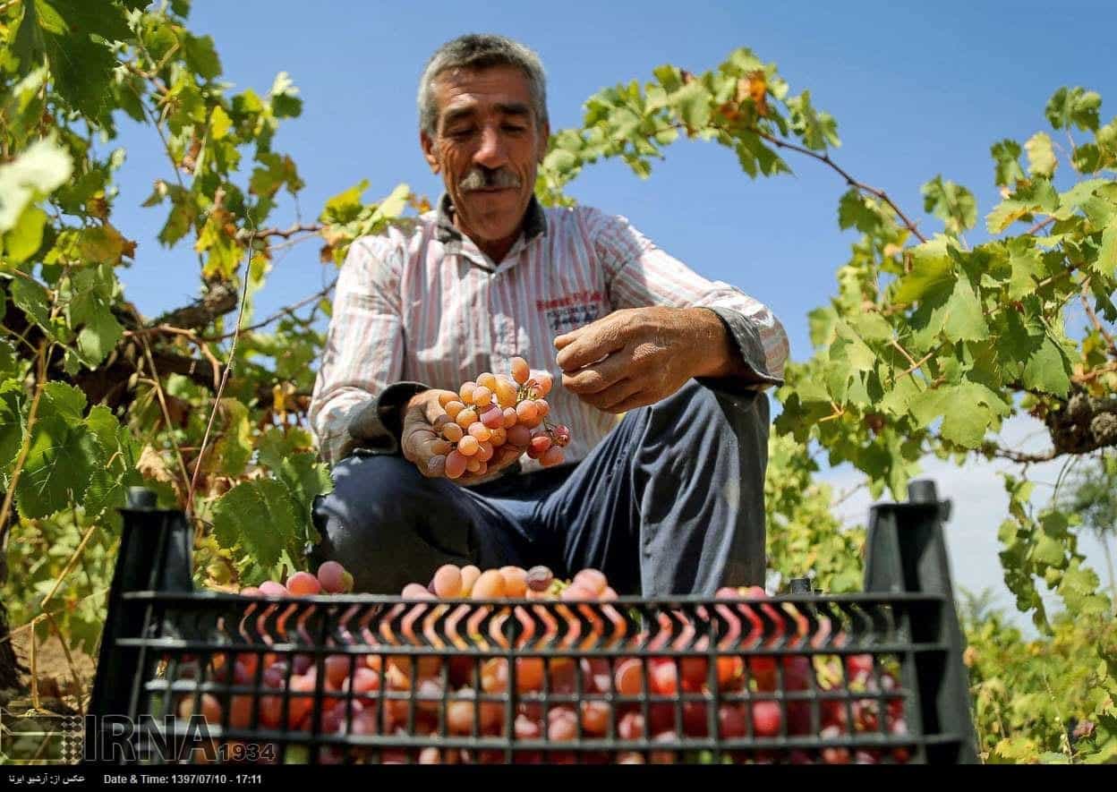 Grapes Harvest In Northeastern Iran Grapes Harvest In Northeastern Iran