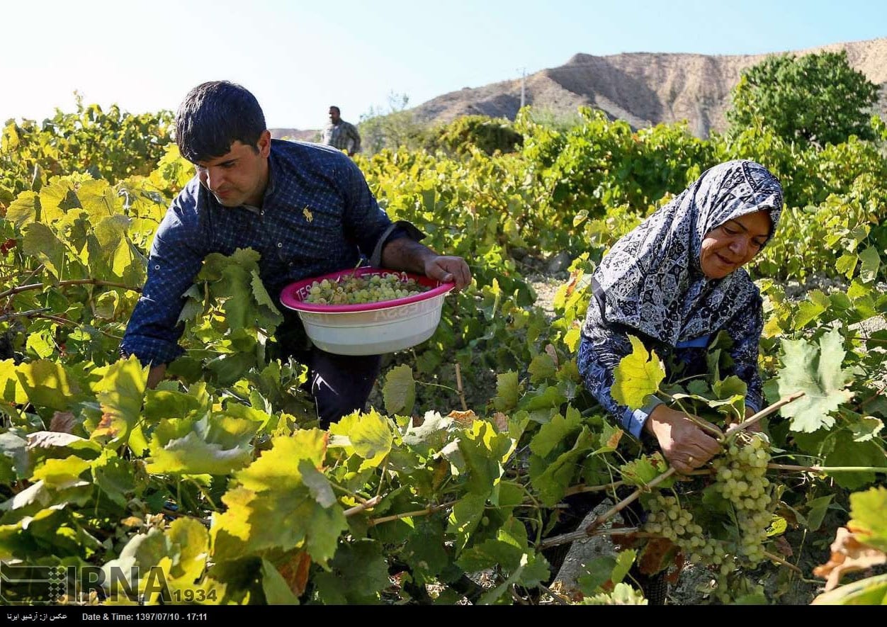 Grapes Harvest In Northeastern Iran