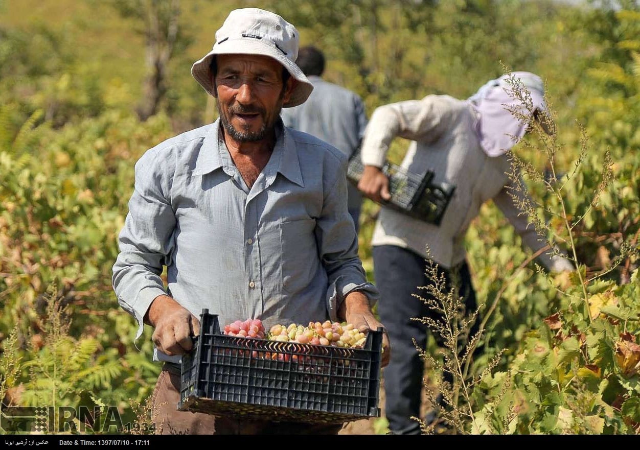 Grapes Harvest In Northeastern Iran Grapes Harvest In Northeastern Iran