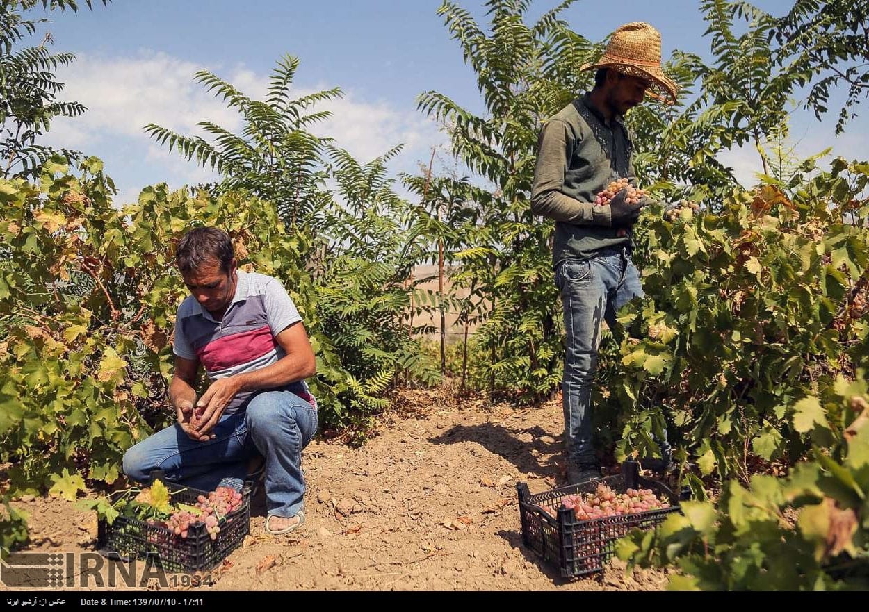 Grapes Harvest In Northeastern Iran Grapes Harvest In Northeastern Iran