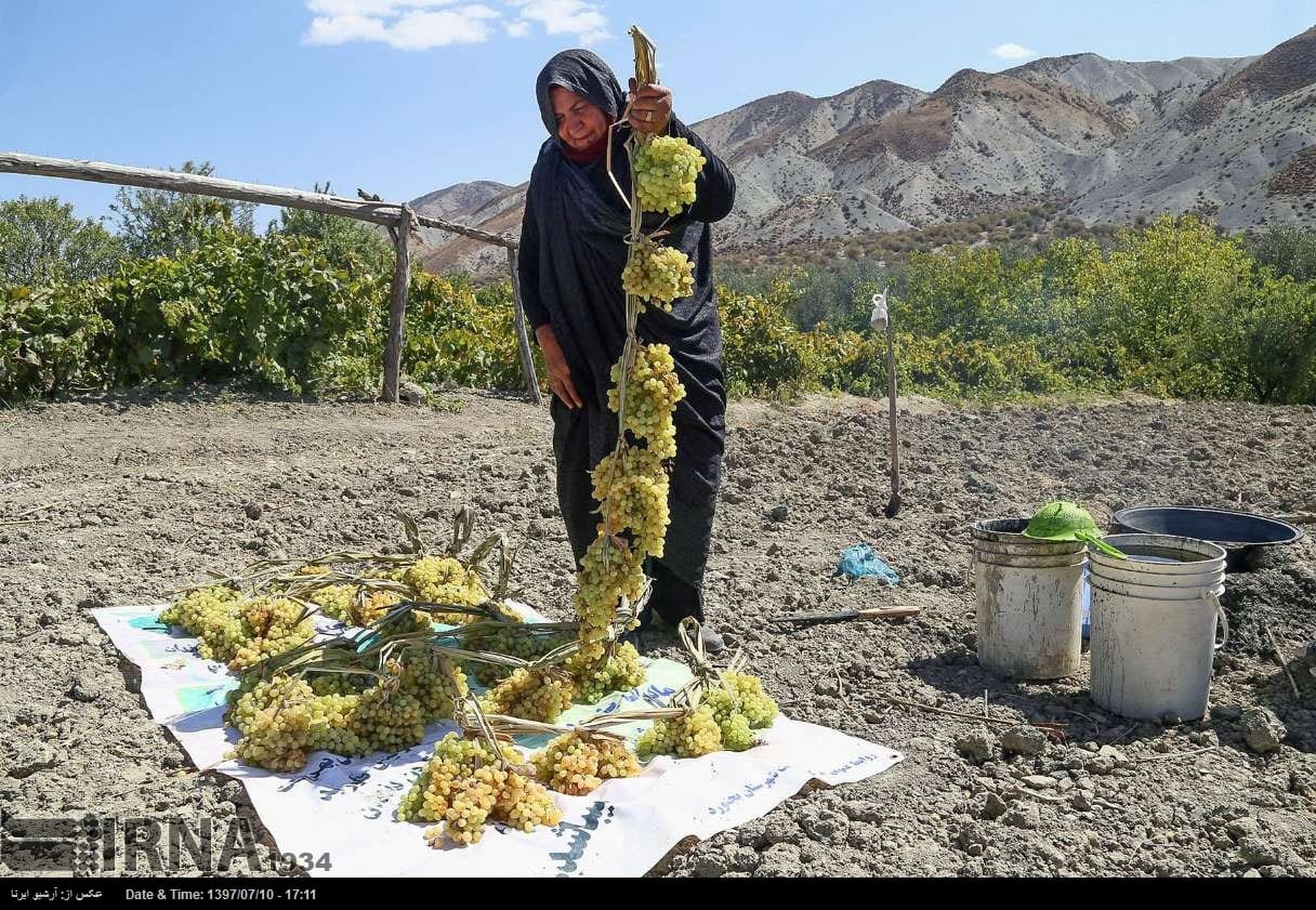 Grapes Harvest In Northeastern Iran Grapes Harvest In Northeastern Iran