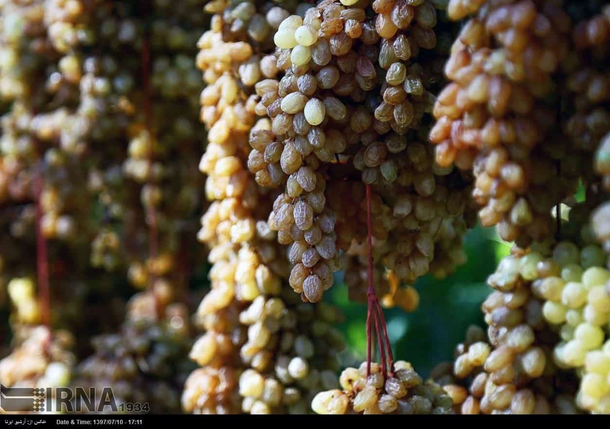 Grapes Harvest In Northeastern Iran