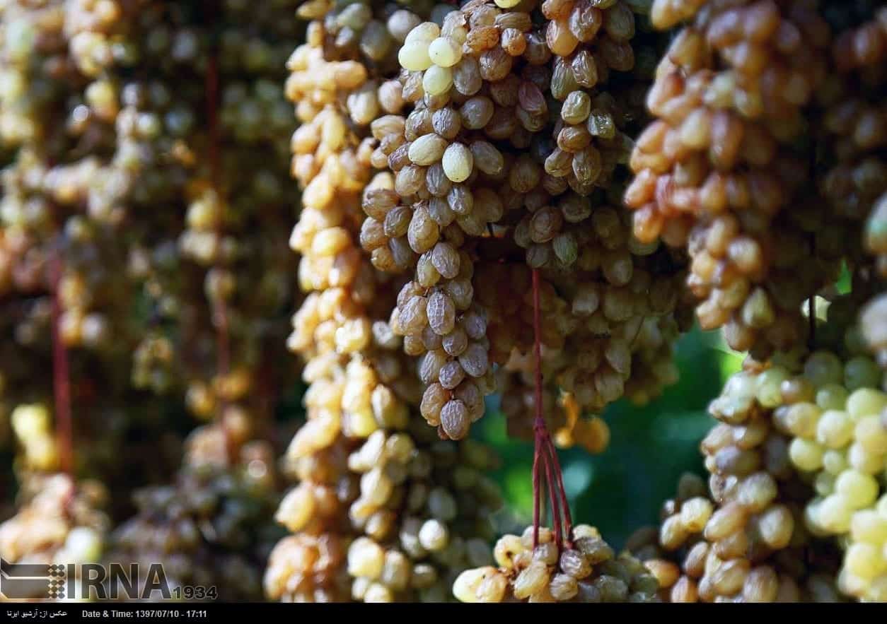 Grapes Harvest In Northeastern Iran Grapes Harvest In Northeastern Iran