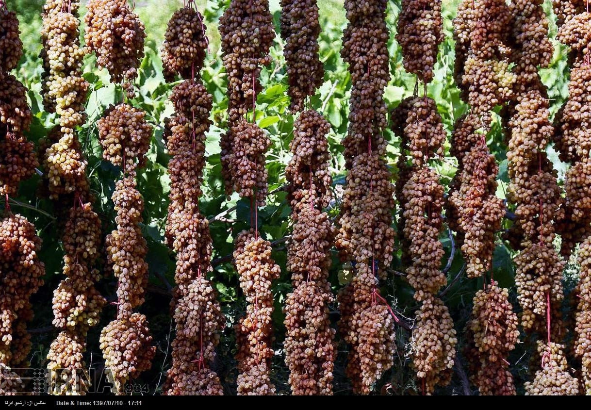 Grapes Harvest In Northeastern Iran Grapes Harvest In Northeastern Iran