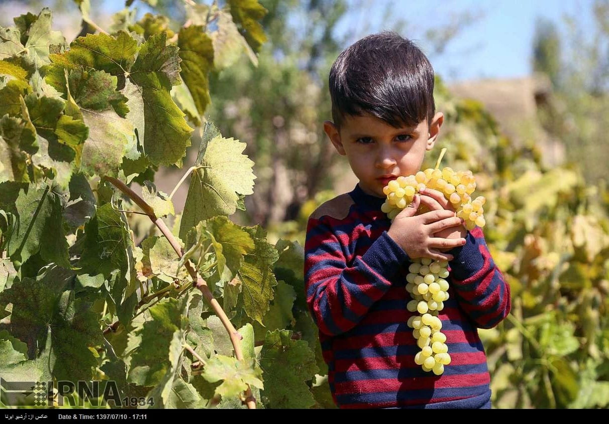 Grapes Harvest In Northeastern Iran Grapes Harvest In Northeastern Iran