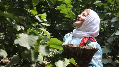 Hazelnut Festival In Qazvin - Taste The History In A Nutshell 5 Hazelnut Festival In Qazvin Taste The History In A Nutshell