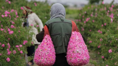 Iran Rose Harvest & Rosewater Festival