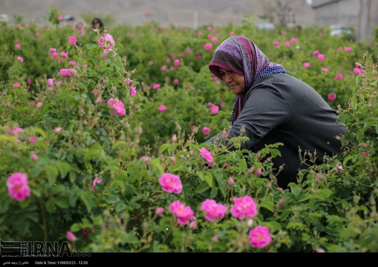 Iran Rose Harvest & Rosewater Festival